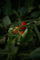 Young cherry tomatoes