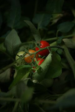 Jonge cherry tomaten van Dione Muijs