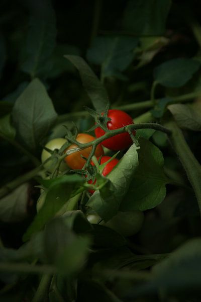Young cherry tomatoes by Dione Muijs