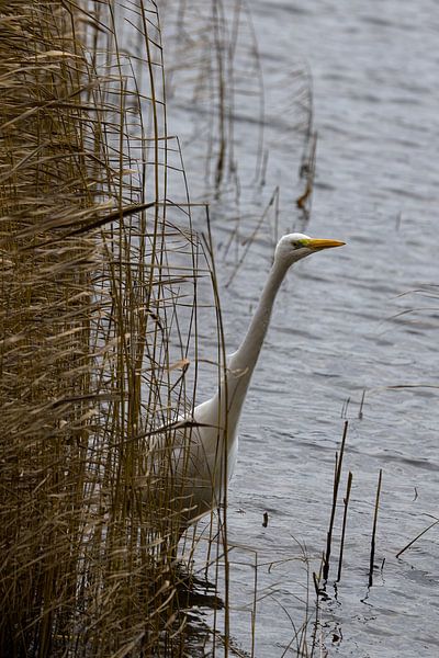 Great egret in the reeds by Frank Briske