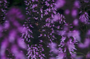 Purple flowers in the dark – botanical photography