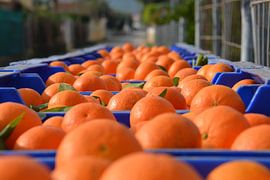 Sinaasappels in blauwe kratten net geoogst (Denia) van My Footprints