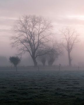 mist in the early glow (vertical) by Yorick De Wilde