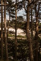 View through nature