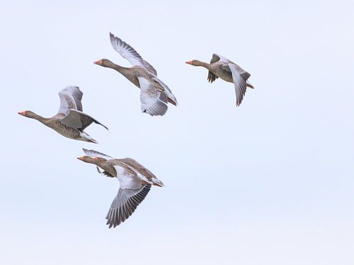 Ganzen familie opweg