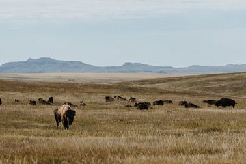 Bisons Parc national Wind Cave sur Get Framed Photography
