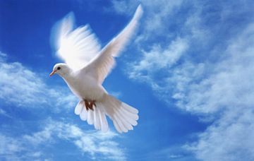 vredes duif van Patrick Hoenderkamp