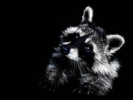 raccoon by DeVerviersBelgium