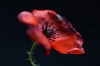 Poppy