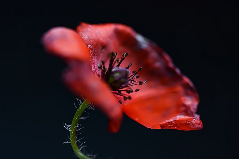 Poppy by Esther van Dijk