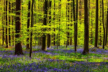 Spring Forest with Harebells by Daniela Beyer