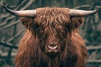 Starende Schotse Hooglander