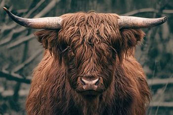 Un Highlander écossais au regard fixe