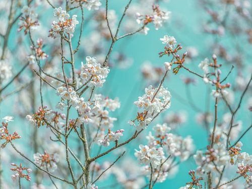 Blüte