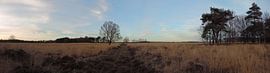 Panorama, Winter auf der Heide von Wim vd Neut