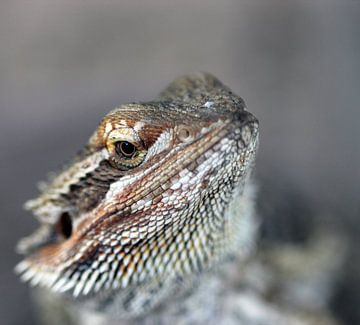 Iguane sur Wilma Overwijn