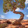 Allein stehender Baum im Südwesten der USA von Voss Fine Art Fotografie