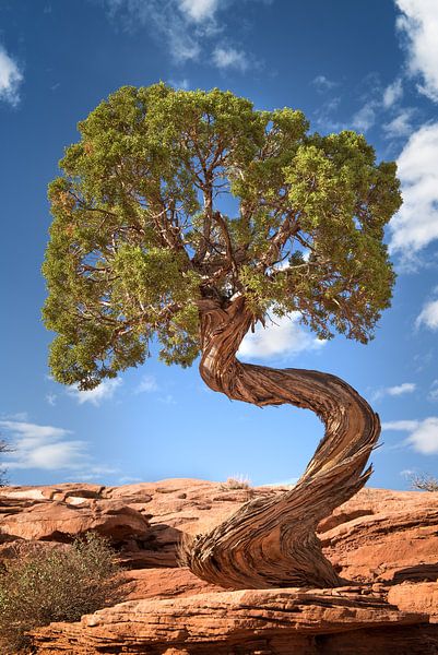 Alleenstaande boom in het zuidwesten van de VS van Voss Fine Art Fotografie