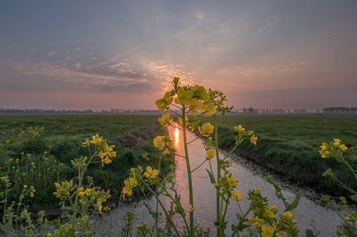 Koolzaad aan de slootkant met zonsopkomst 05