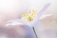 The Wood anemone