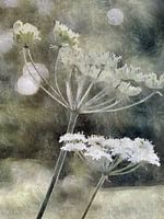 Enchanting Hogweed