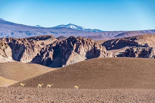Guanaco's in de Puna, Argentinië.