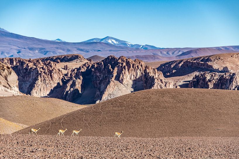 Guanaco&#039;s dans la Puna, Argentine. par Ron van der Stappen