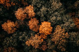 Herbstlicher Wald von Poster Art Shop