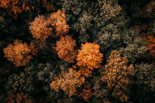 Herfstbos