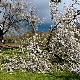 La poésie printanière du pommier sur Silva Wischeropp