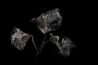 Verval -   Decay  - Verfall -  pourriture