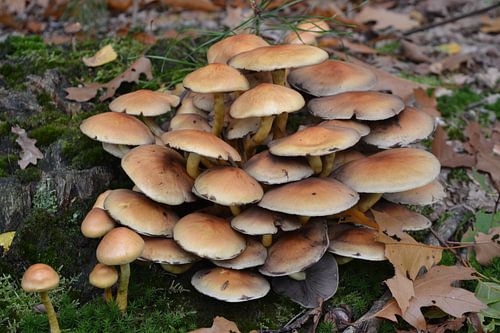 Paddenstoelen op stam