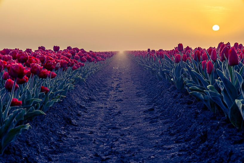 red tulip rows at sunrise by peterheinspictures
