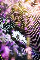 Spinnennetz
