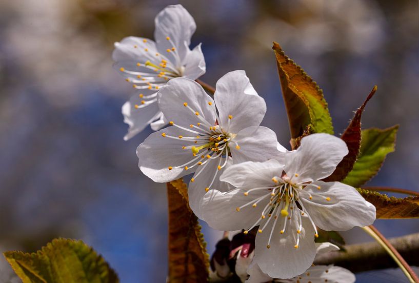 Cherry blossom in the Betuwe, Netherlands (1) by Adelheid Smitt