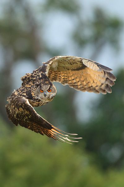 Uhu im Flug von Jeroen Stel