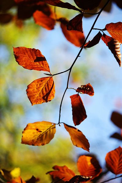 Goldener Herbst II van Meleah Fotografie