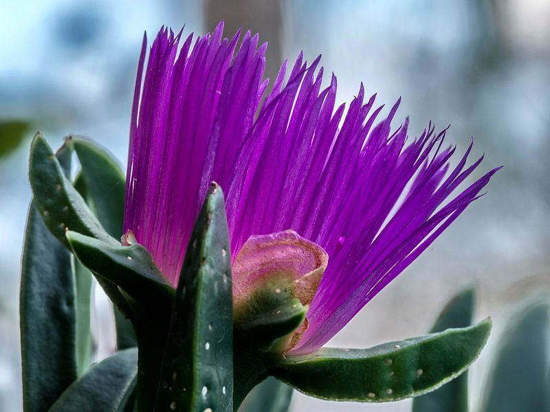 Bloem: Purple spirit by Rob Smit