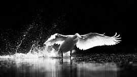 Intimidation by Ronny De Groote