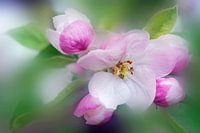 Douceur florale
