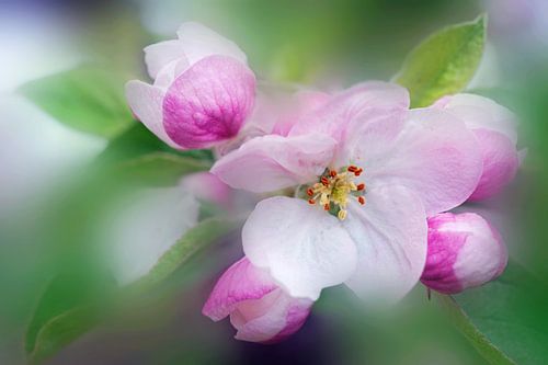 Douceur florale