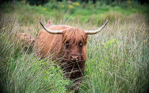 Schotse Hooglander in het hoge gras
