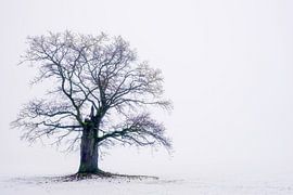 Alte Eiche (40 Jahre) im Weserbergland von martin slagveld