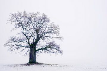 Vieux chêne (40 ans) dans le Weserbergland sur martin slagveld