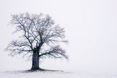 Old Oak Tree (40 years old) in the Weserbergland region