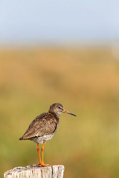 Redshank (Tringa totanus) van Dirk Rüter