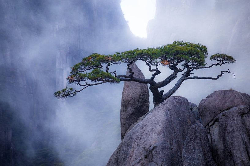 Baum im Nebel von Niek Wittenberg
