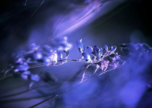 RED SPANGLES no3C-QF-Blue