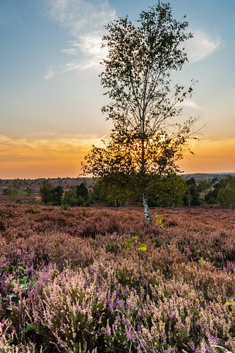 Sommerabend auf dem Salland-Kamm