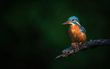 ijsvogel van Andy van der Steen - Fotografie